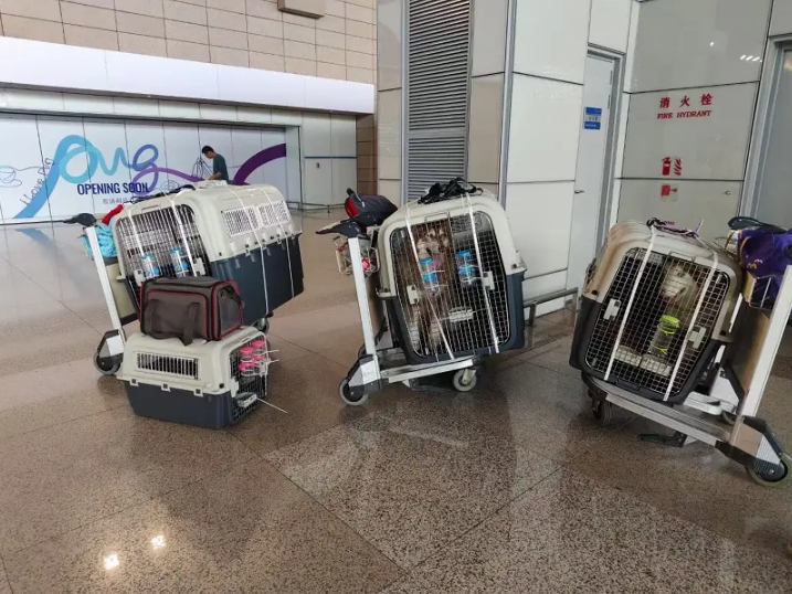 宠物托运全指南：守护毛孩子的平安旅途